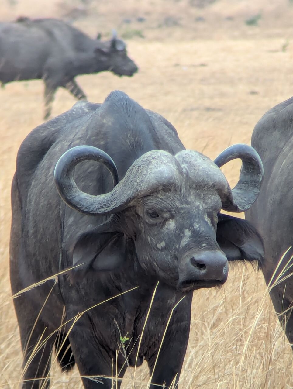 Cape buffalo bull facing the camera in dry grass in Mikumi National Park