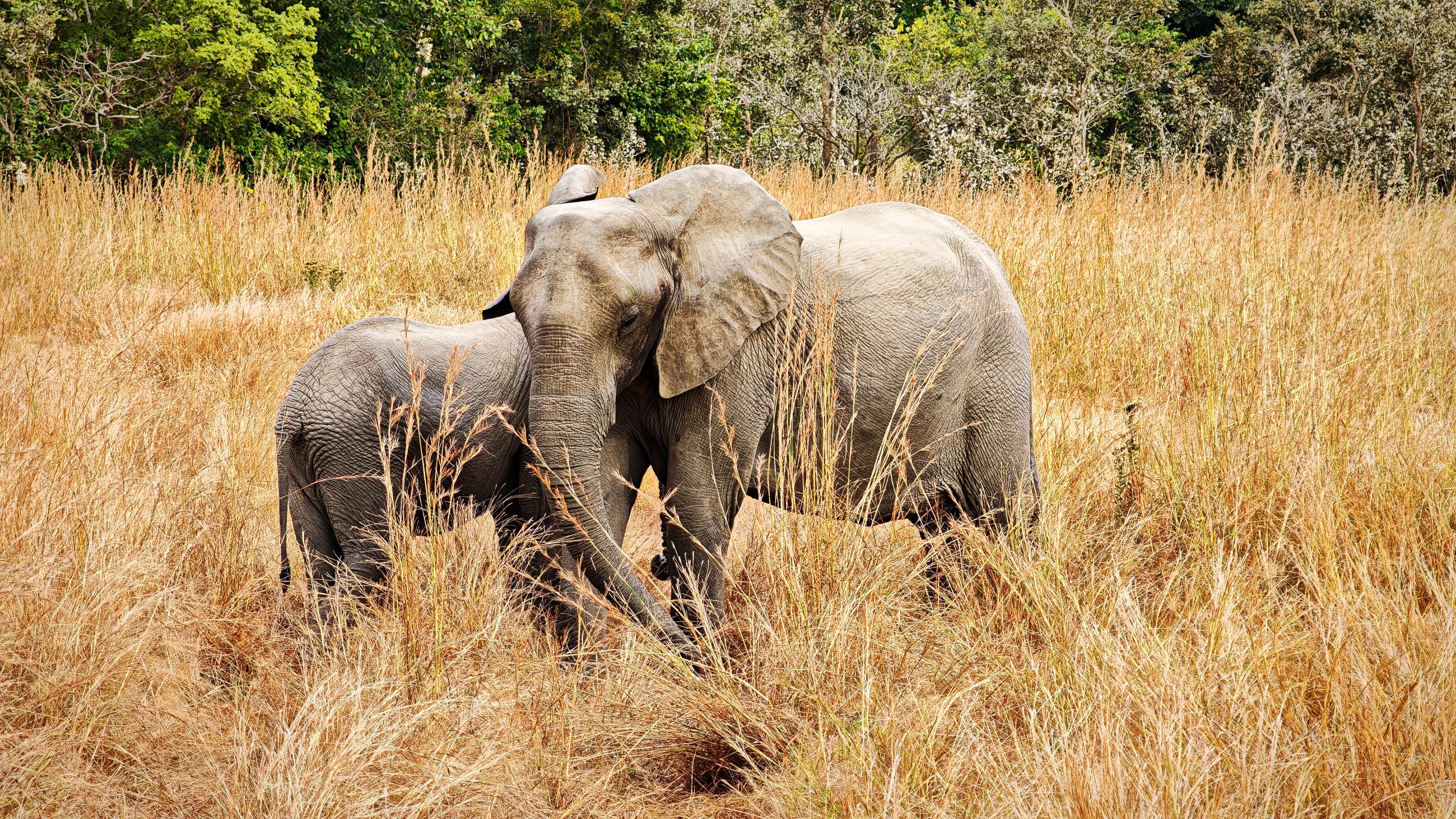 Elephant and calf in tall golden grass by green woodland in Mikumi National Park