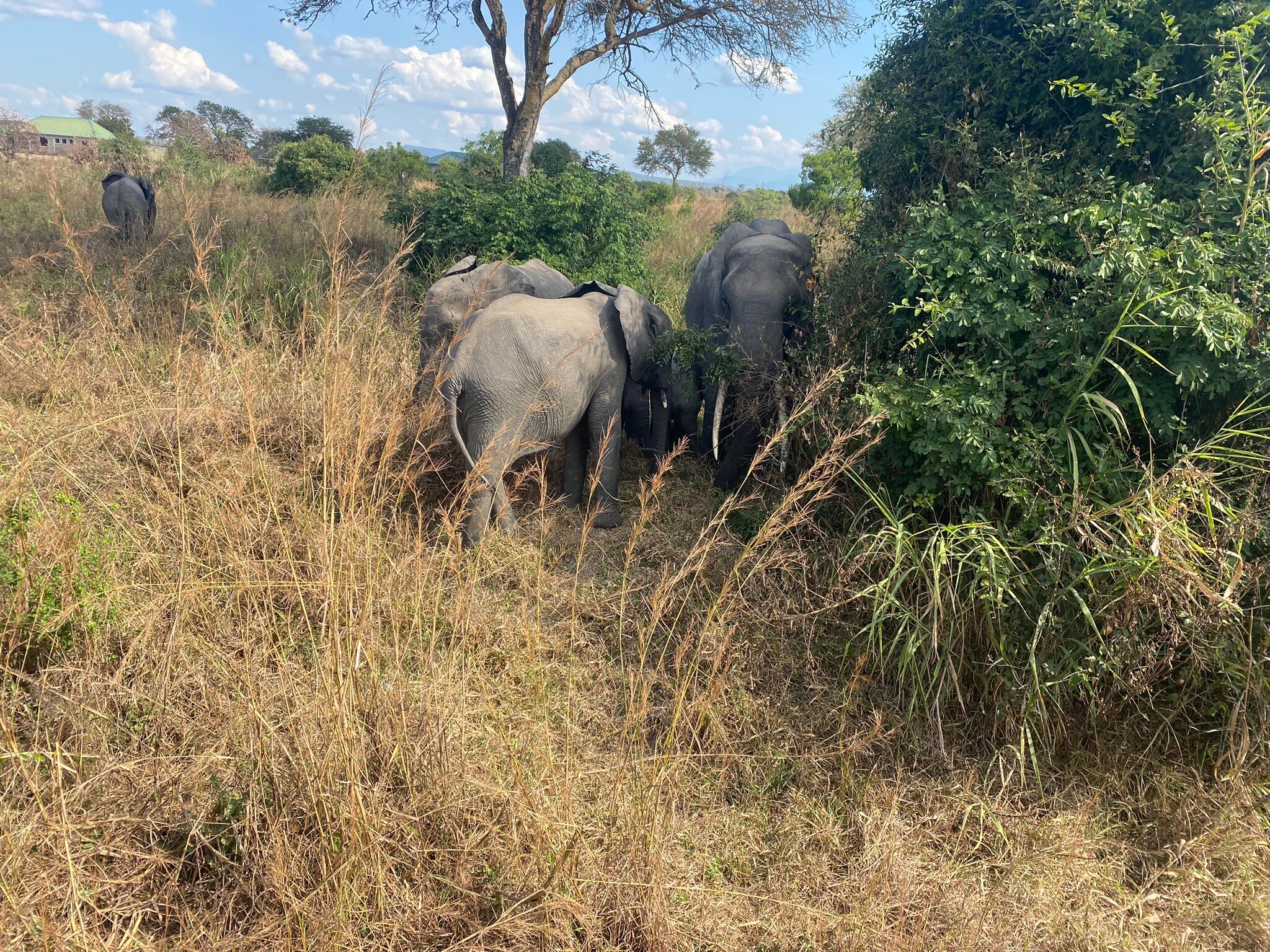 A group of elephants in tall golden grass at Mikumi