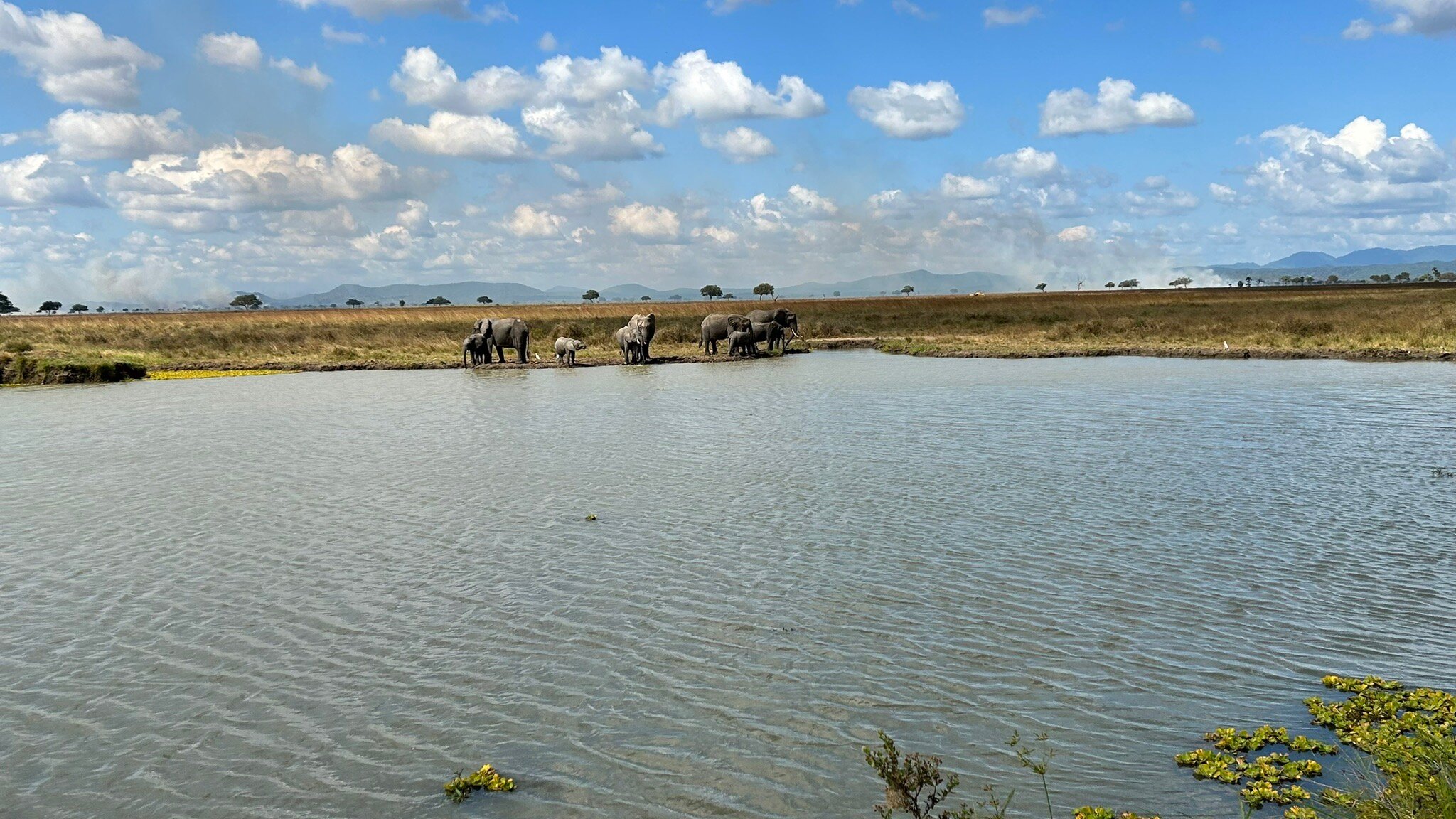 Elephant herd with calves gathered at a Mikumi waterhole