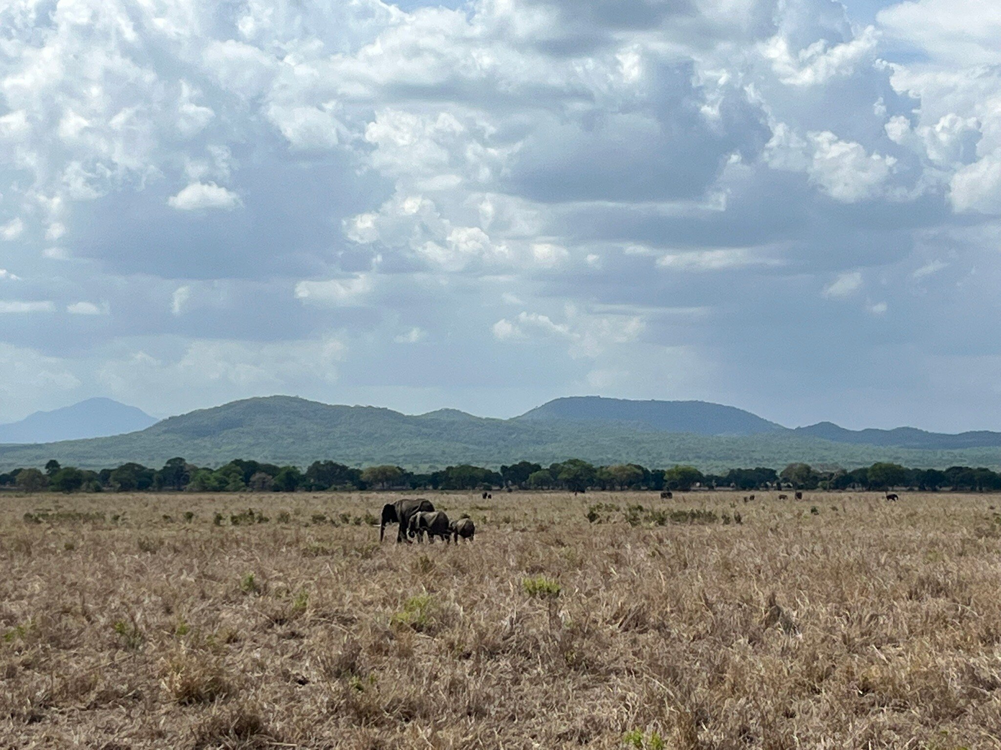 Elephants on the dry floodplain below green hills in Mikumi