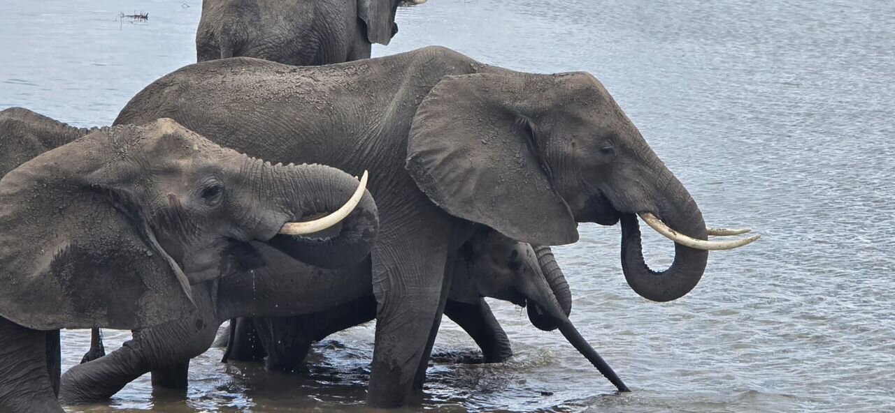 Elephants wading and drinking in the river at Mikumi