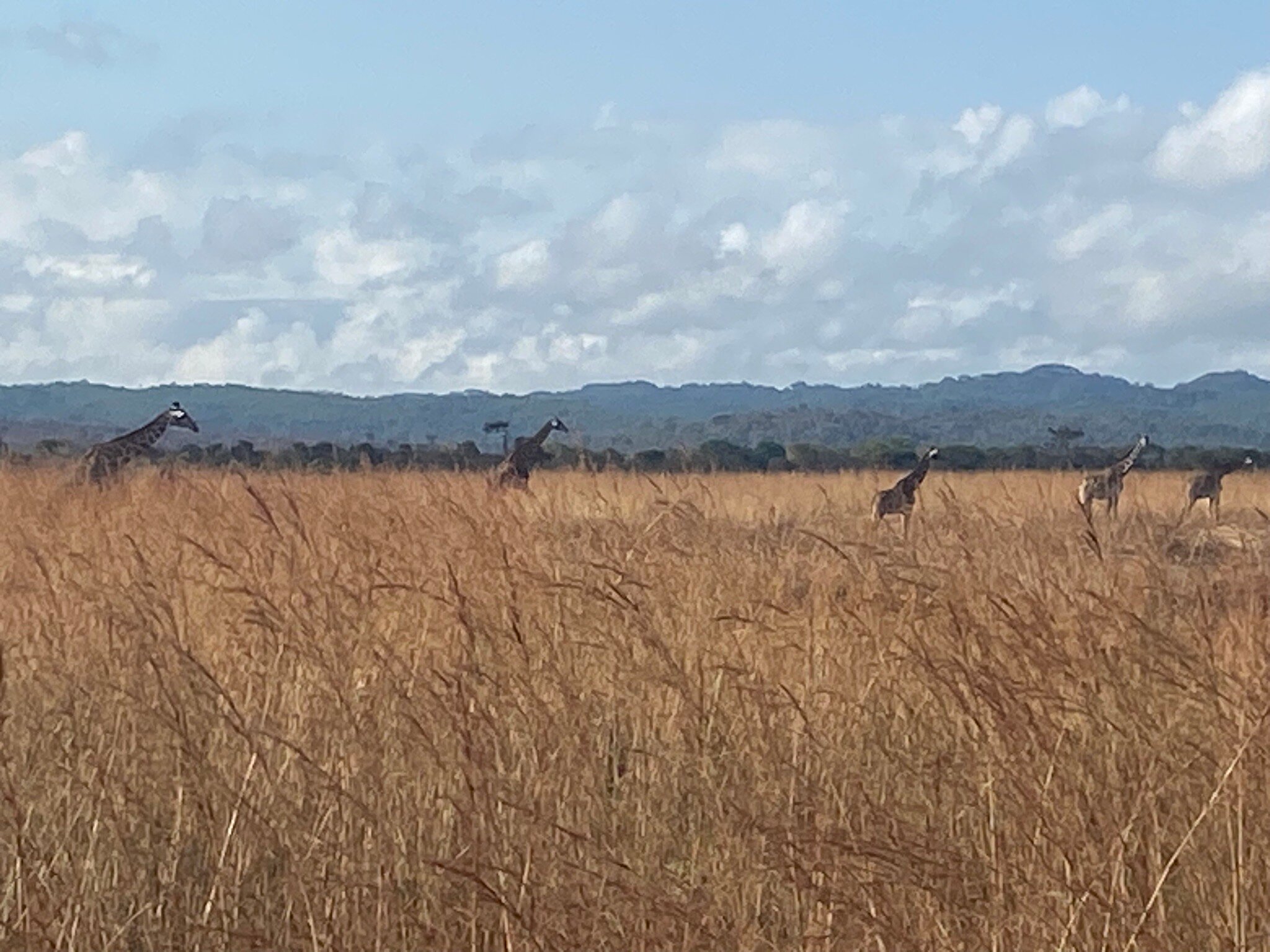 Five giraffes crossing tall golden grass below hills at Mikumi