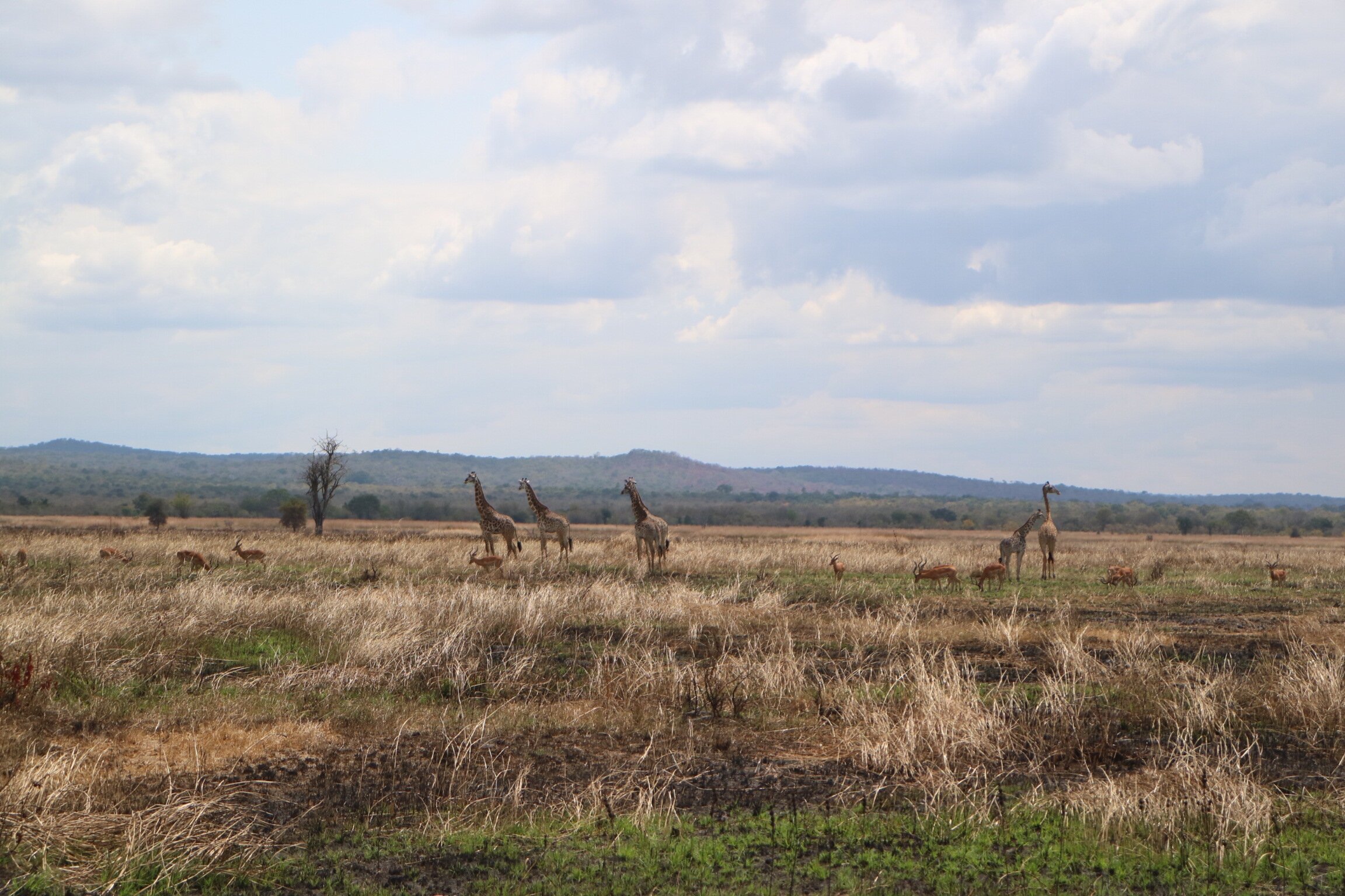 Five Masai giraffes and an impala herd below distant hills in Mikumi National Park