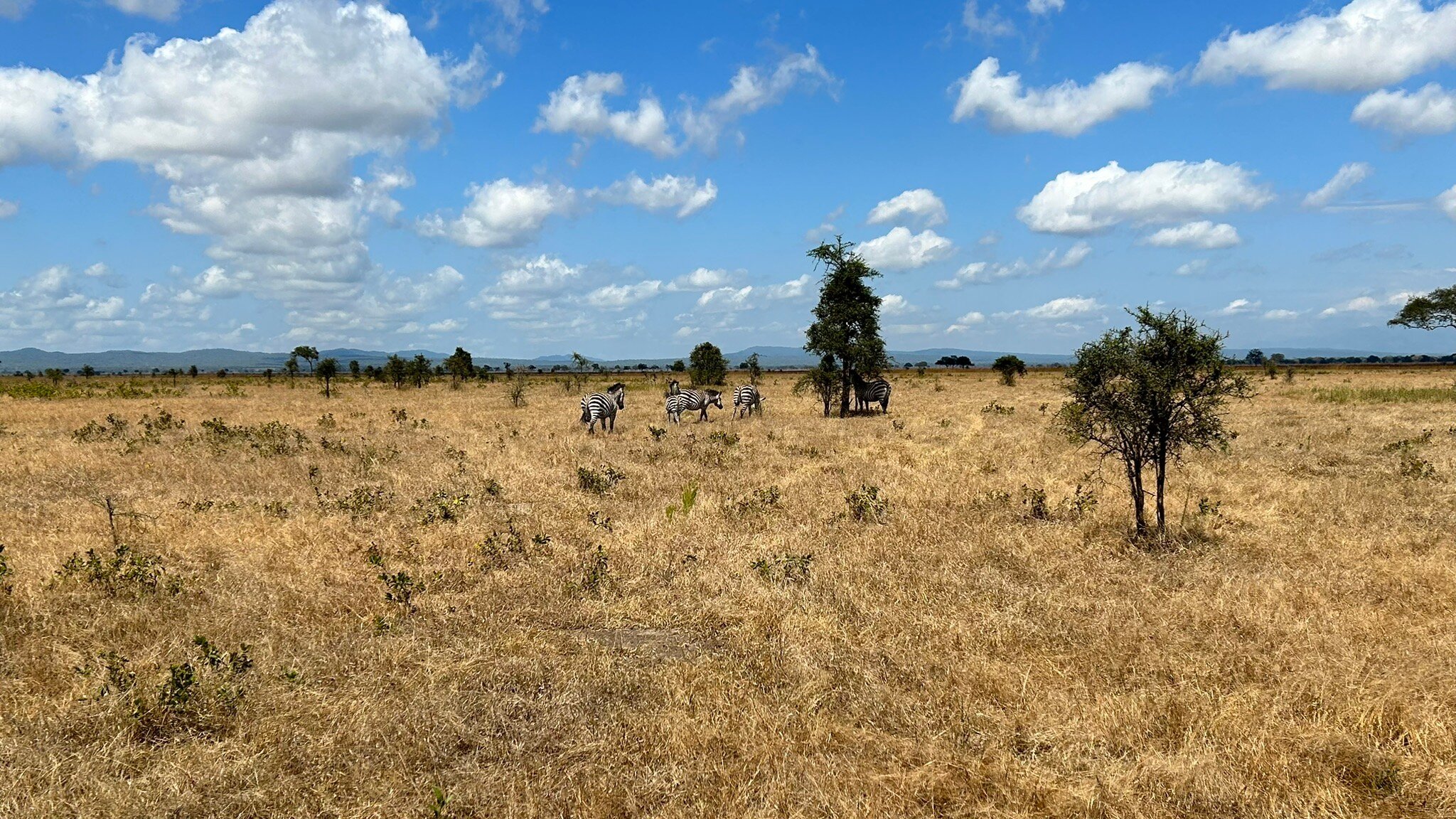Four zebras beside a lone thorn tree in Mikumi National Park