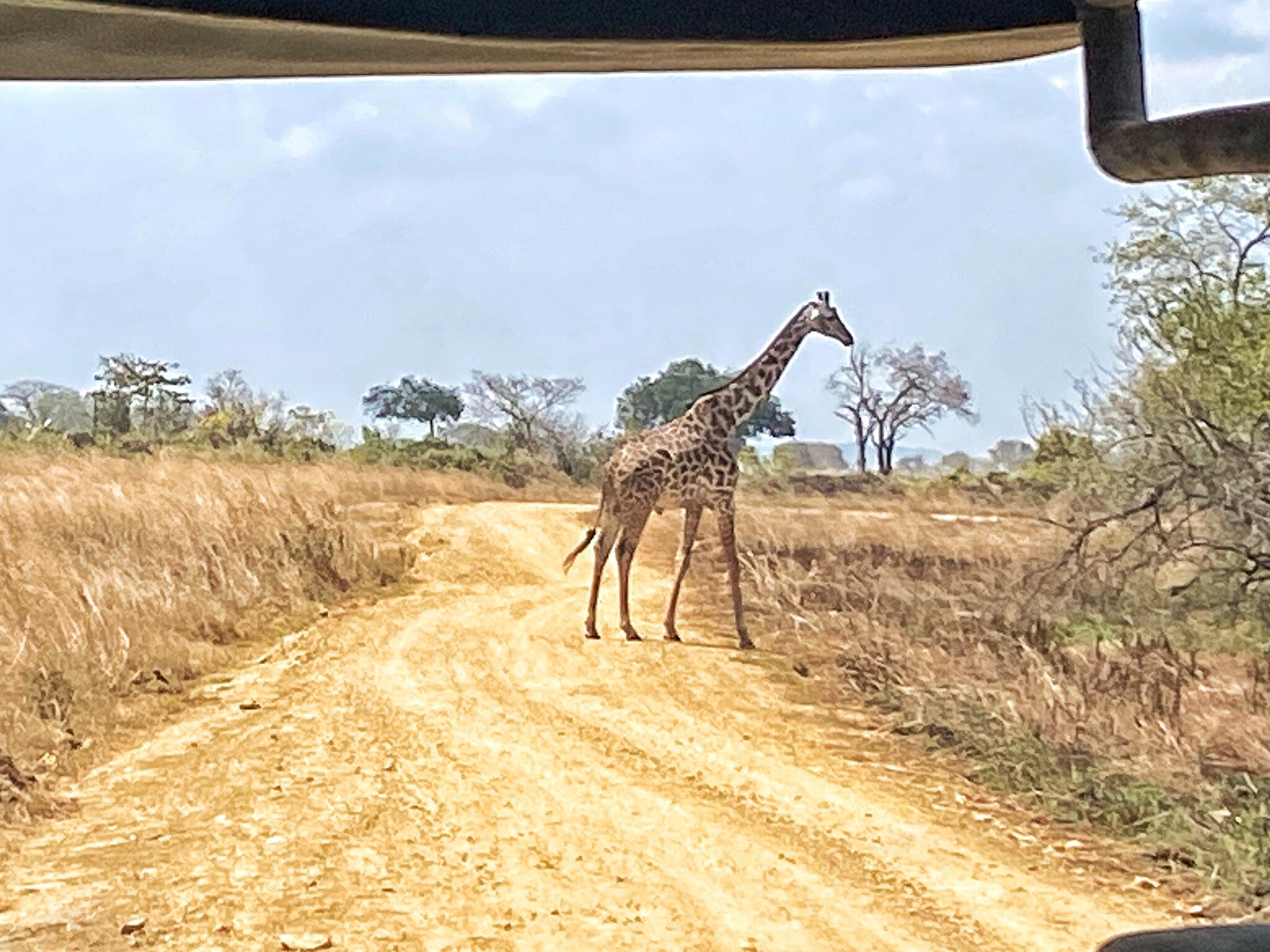 Giraffe crossing the road seen from a vehicle in Mikumi