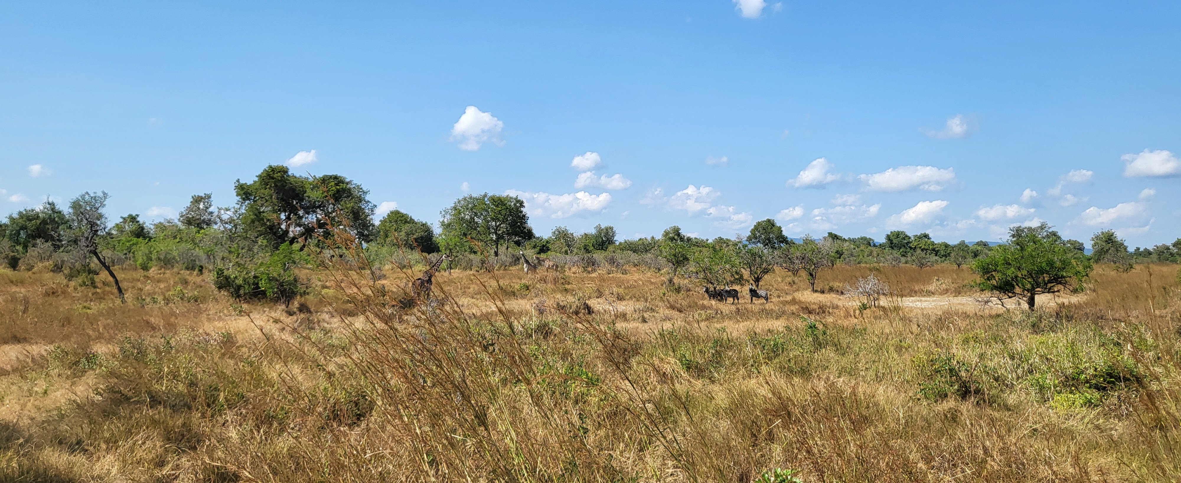 Giraffes and three zebras across distant scrub savanna