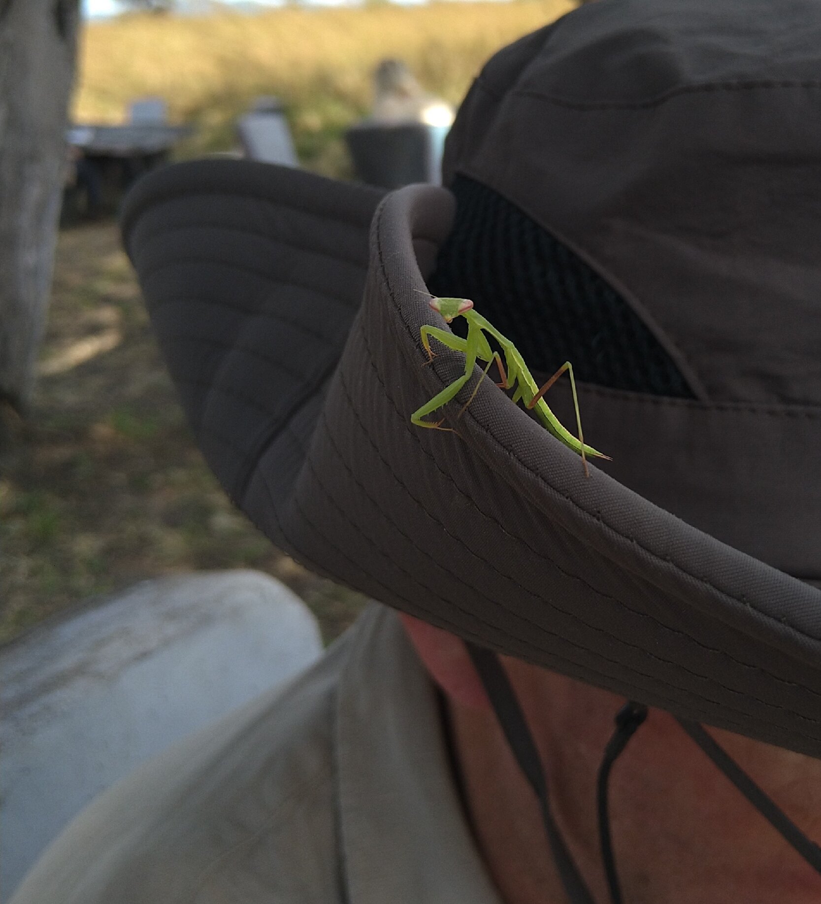 Green praying mantis on a safari hat brim in Mikumi
