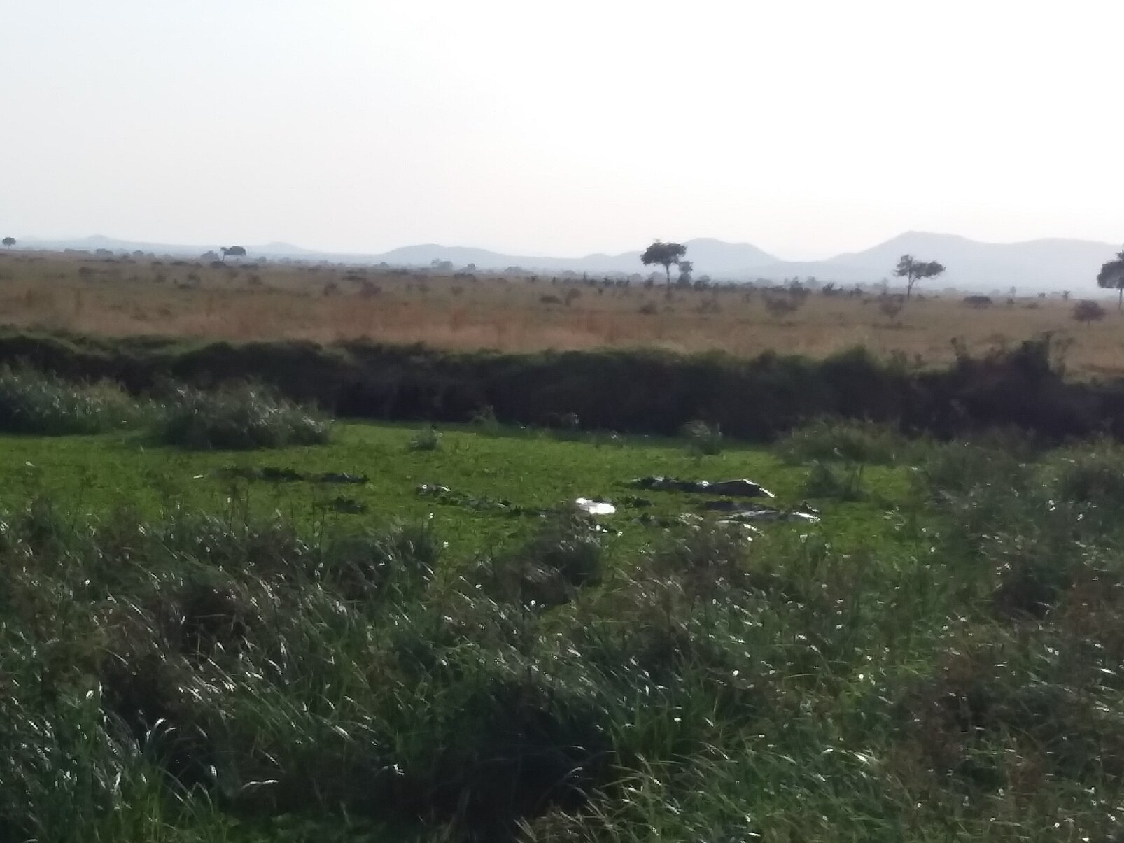 Hazy floodplain marsh and golden grass below distant hills in Mikumi