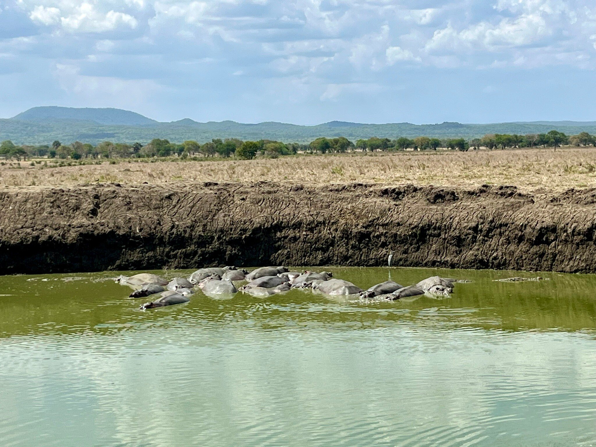 A hippo pod crowded into a green waterhole at Mikumi