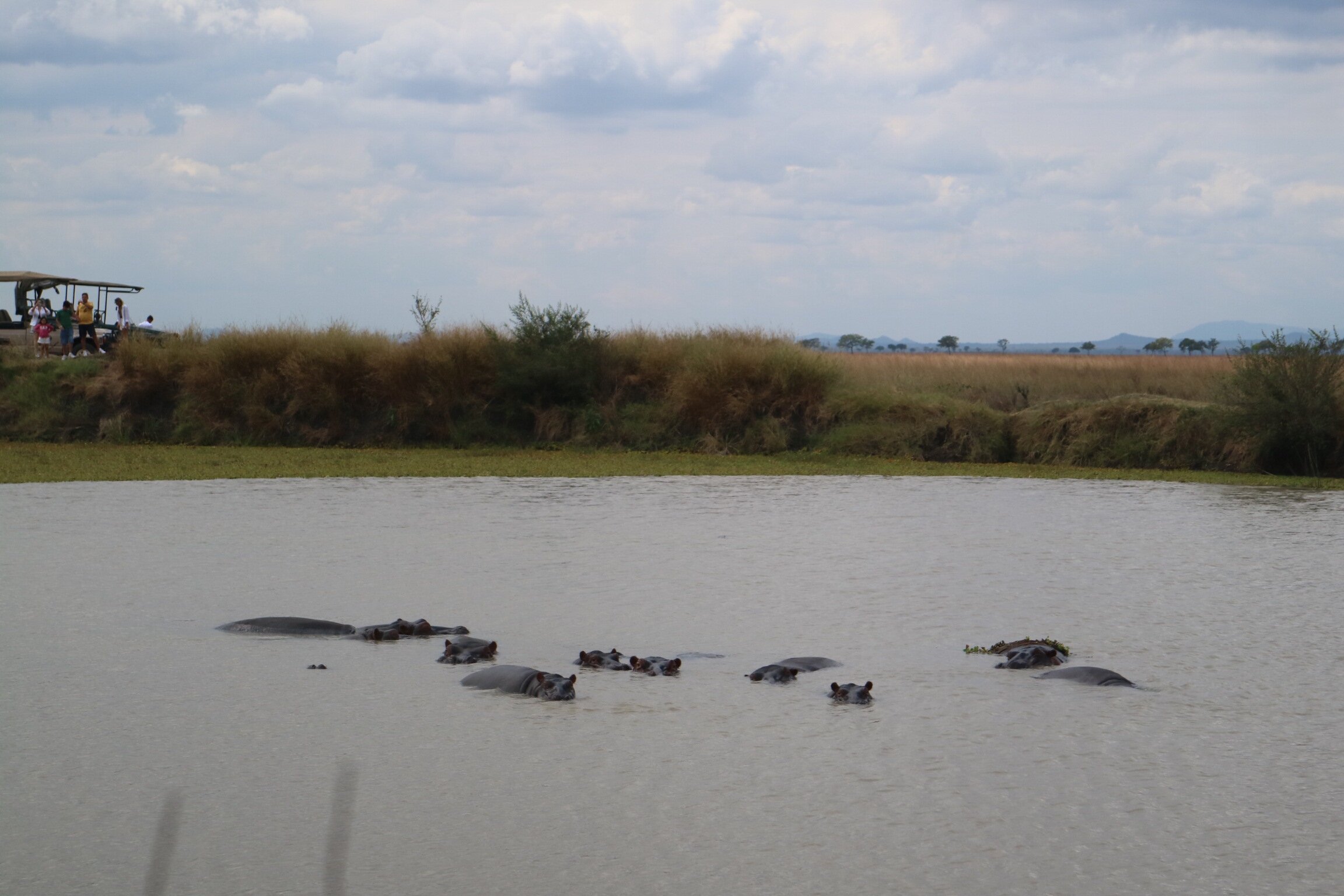 Hippo pod in the pool with a safari vehicle and tourists on the bank in Mikumi