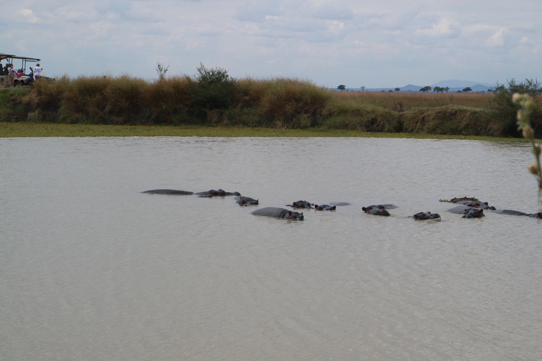 Hippo pod in a Mikumi pool with tourists watching from the far bank