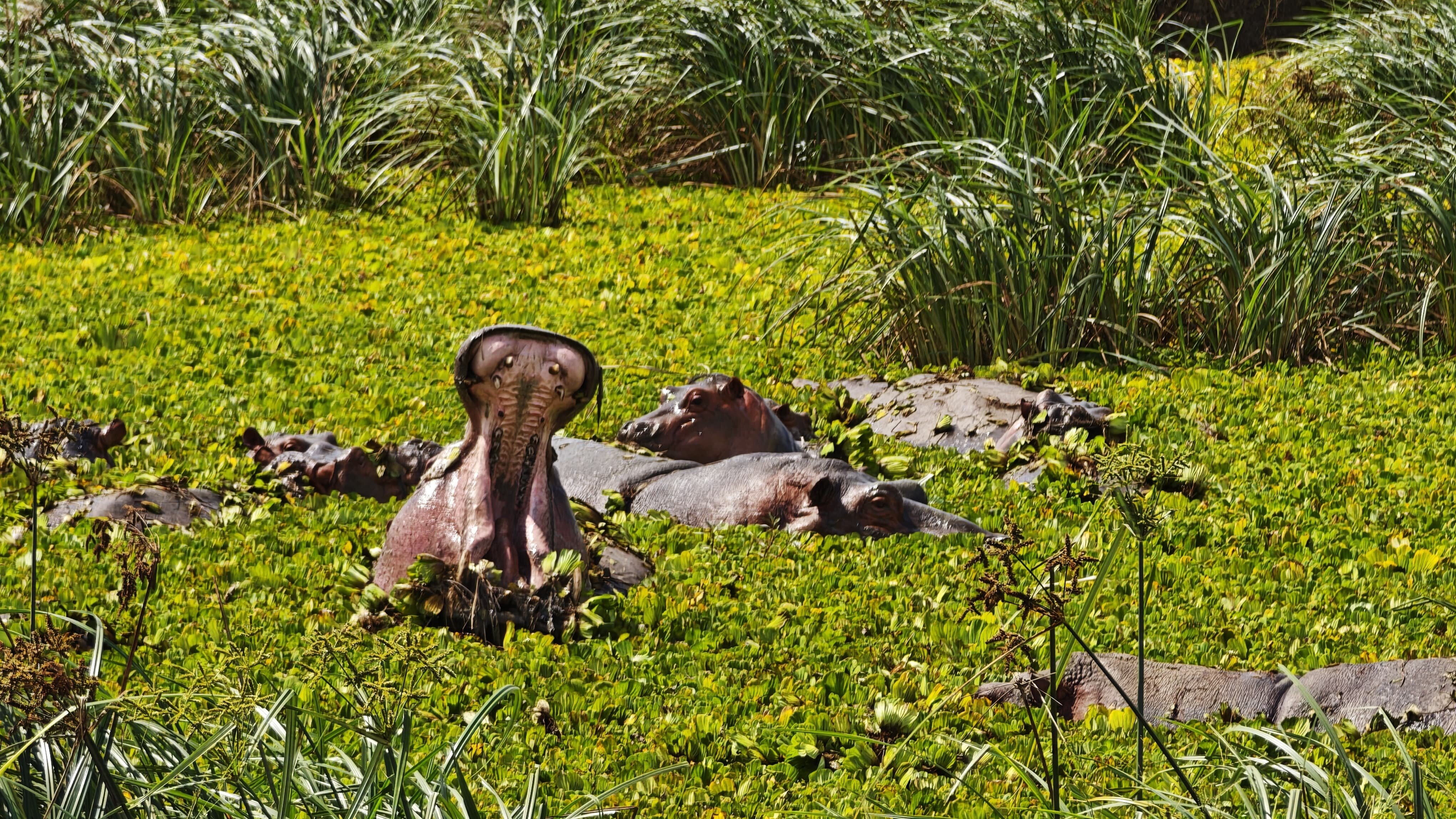 A hippo yawning among the pod in a water lettuce covered pool at Mikumi