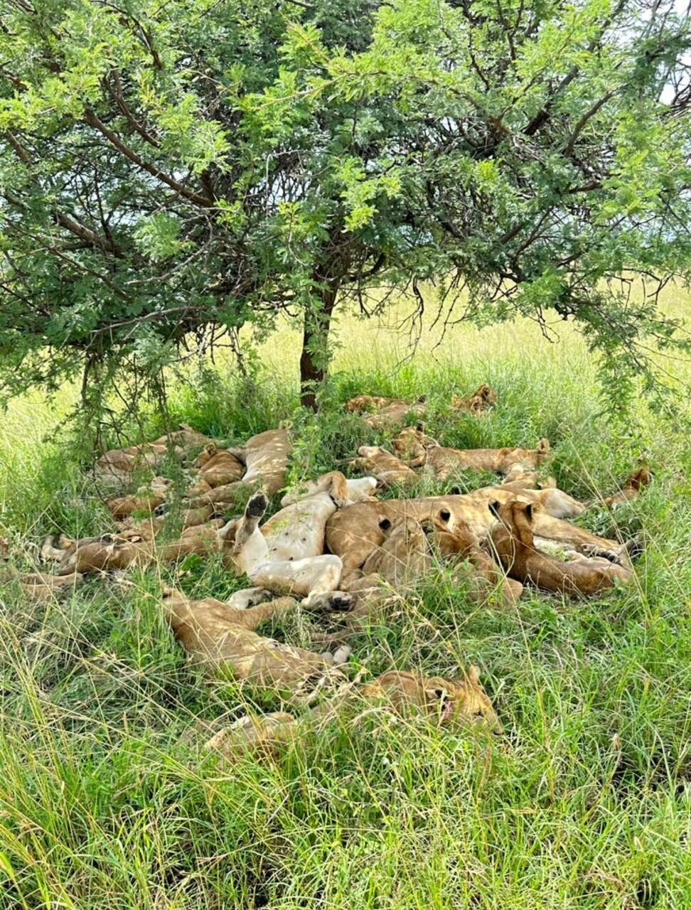 Large lion pride sleeping under an acacia tree