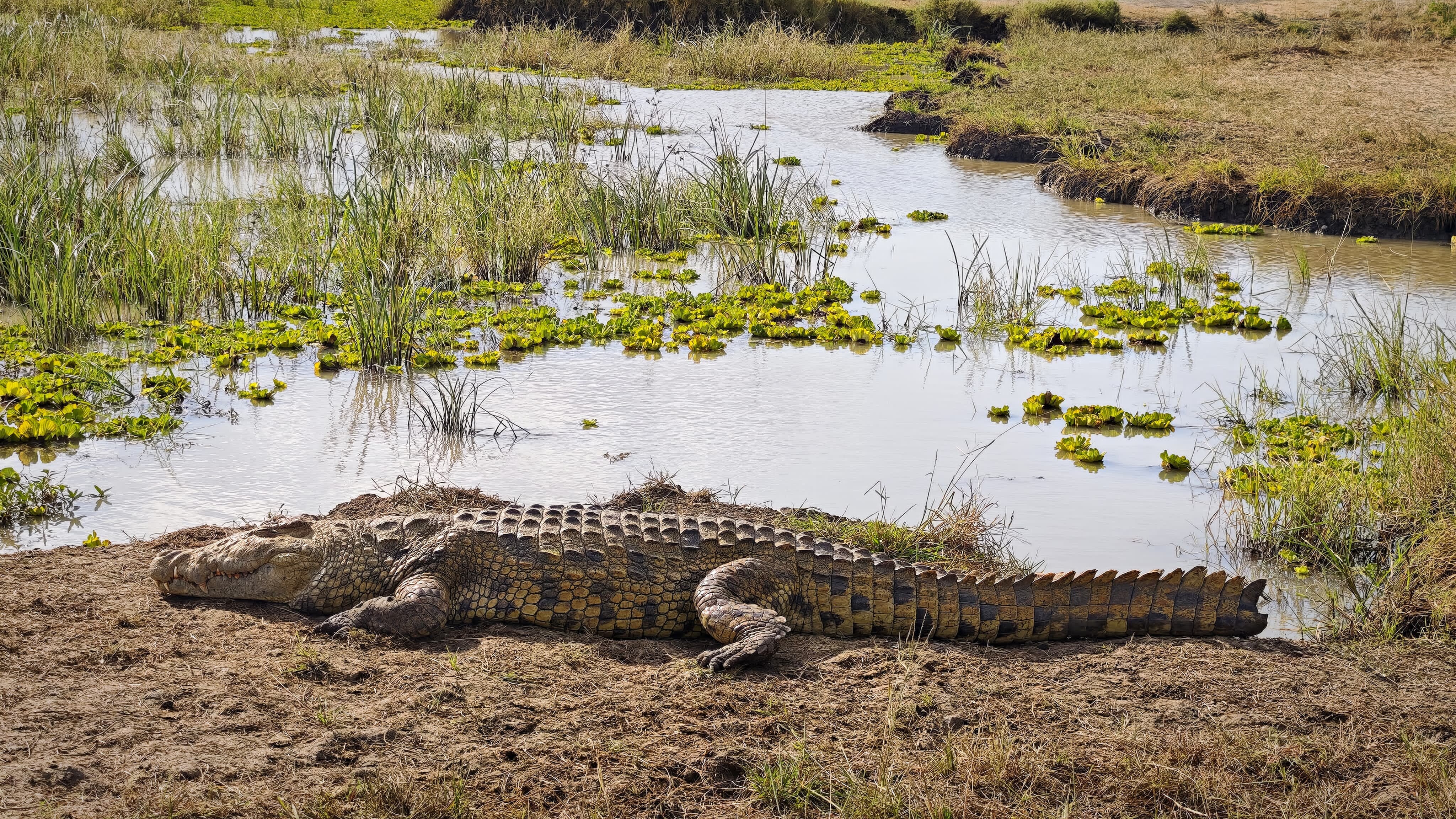 Large Nile crocodile basking beside a lily covered channel in Mikumi