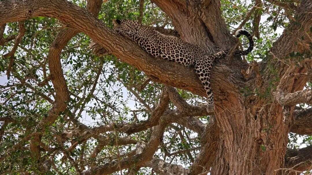 A leopard resting along a thick branch in a shady tree at Mikumi