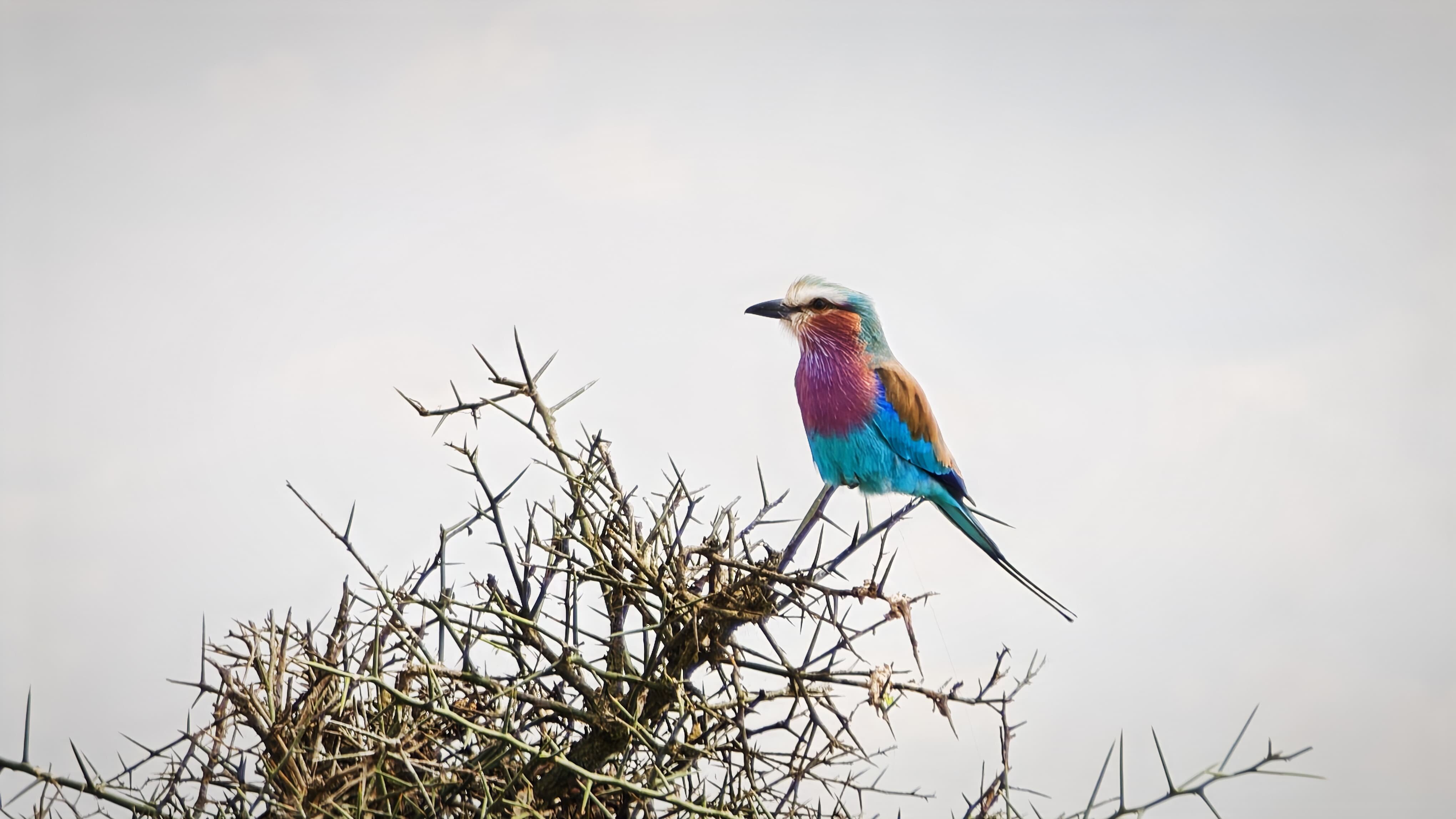 Lilac breasted roller perched on a thorn bush against a pale sky in Mikumi