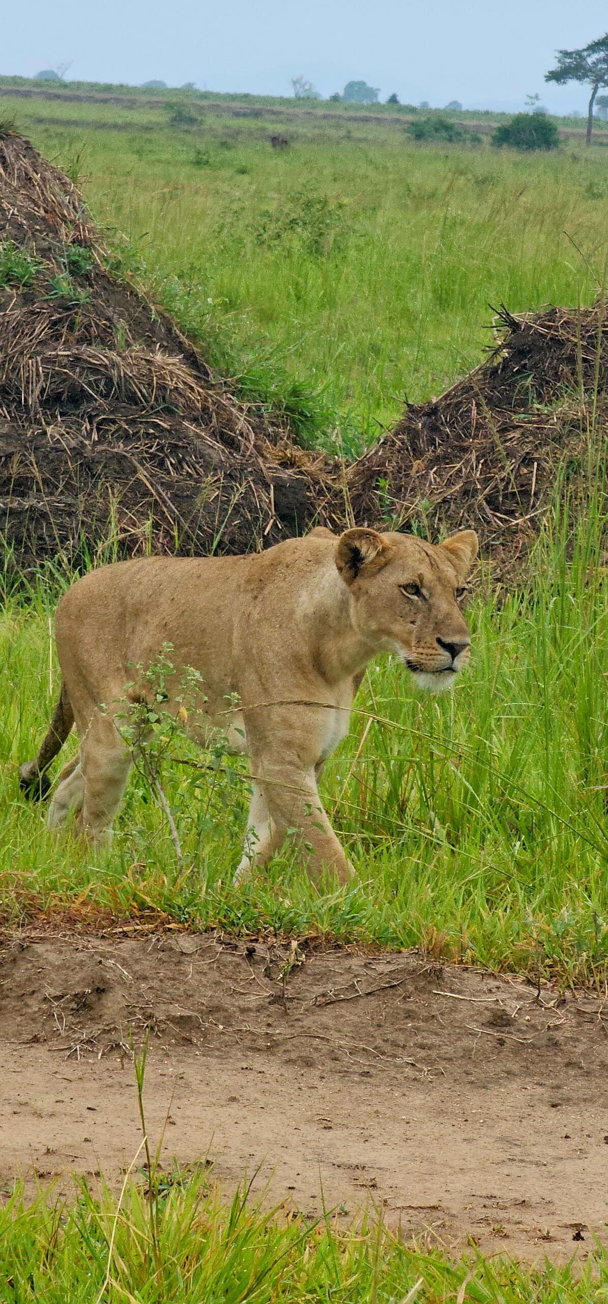 Lioness walking past termite mounds in green grass in Mikumi National Park