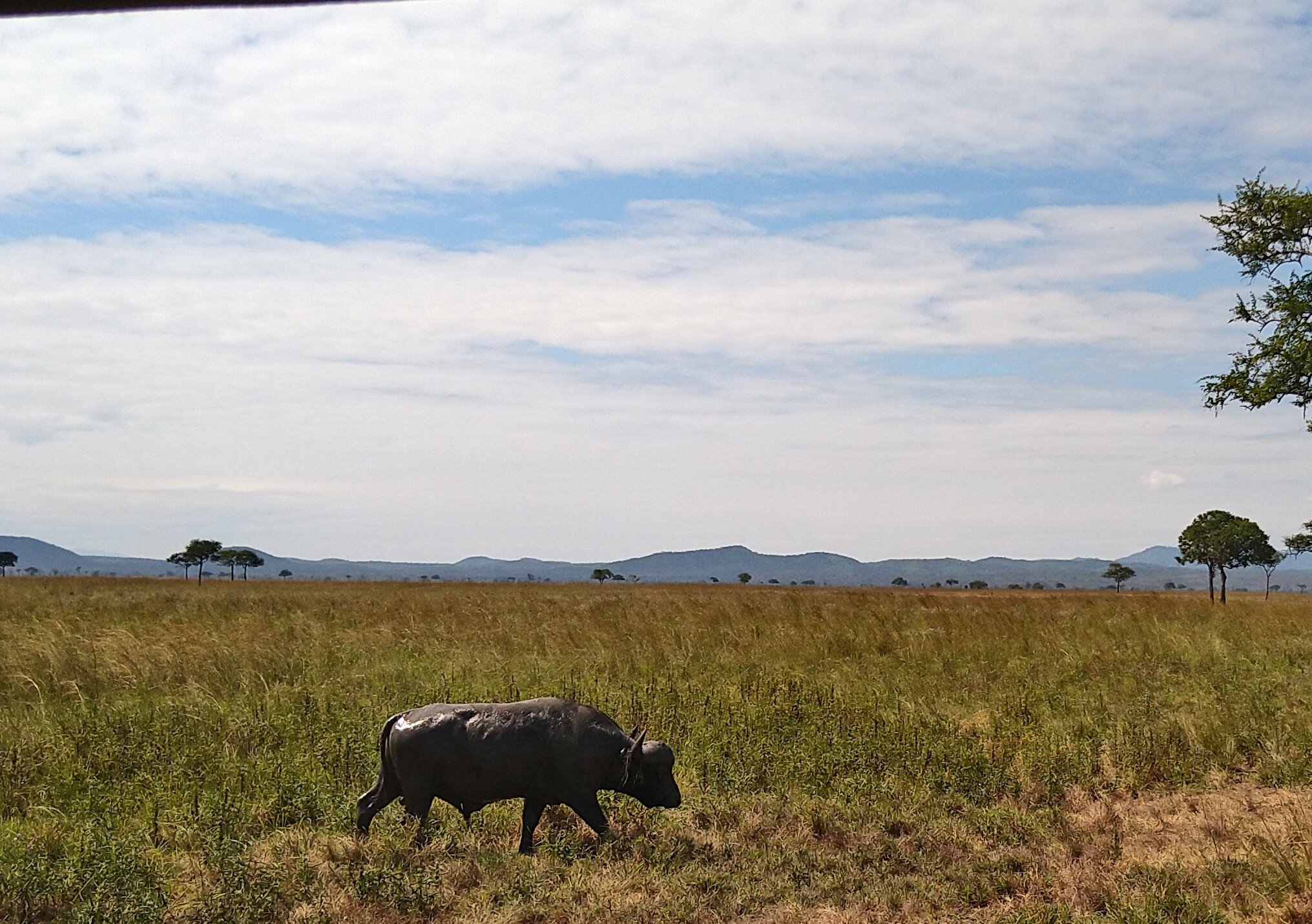 A lone buffalo crossing open floodplain below distant hills at Mikumi