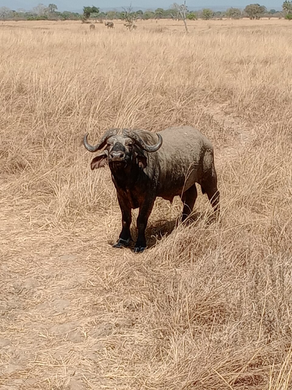 Lone cape buffalo bull facing camera in tall dry grass