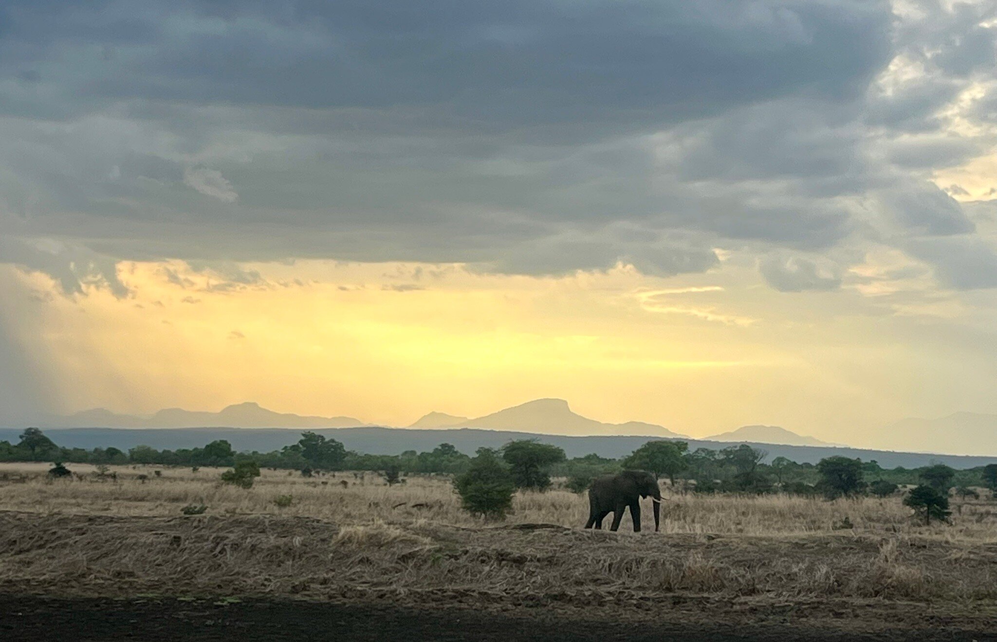 A lone elephant at golden sunset below mountains in Mikumi