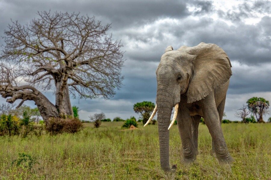 Lone elephant walking past a baobab under storm clouds