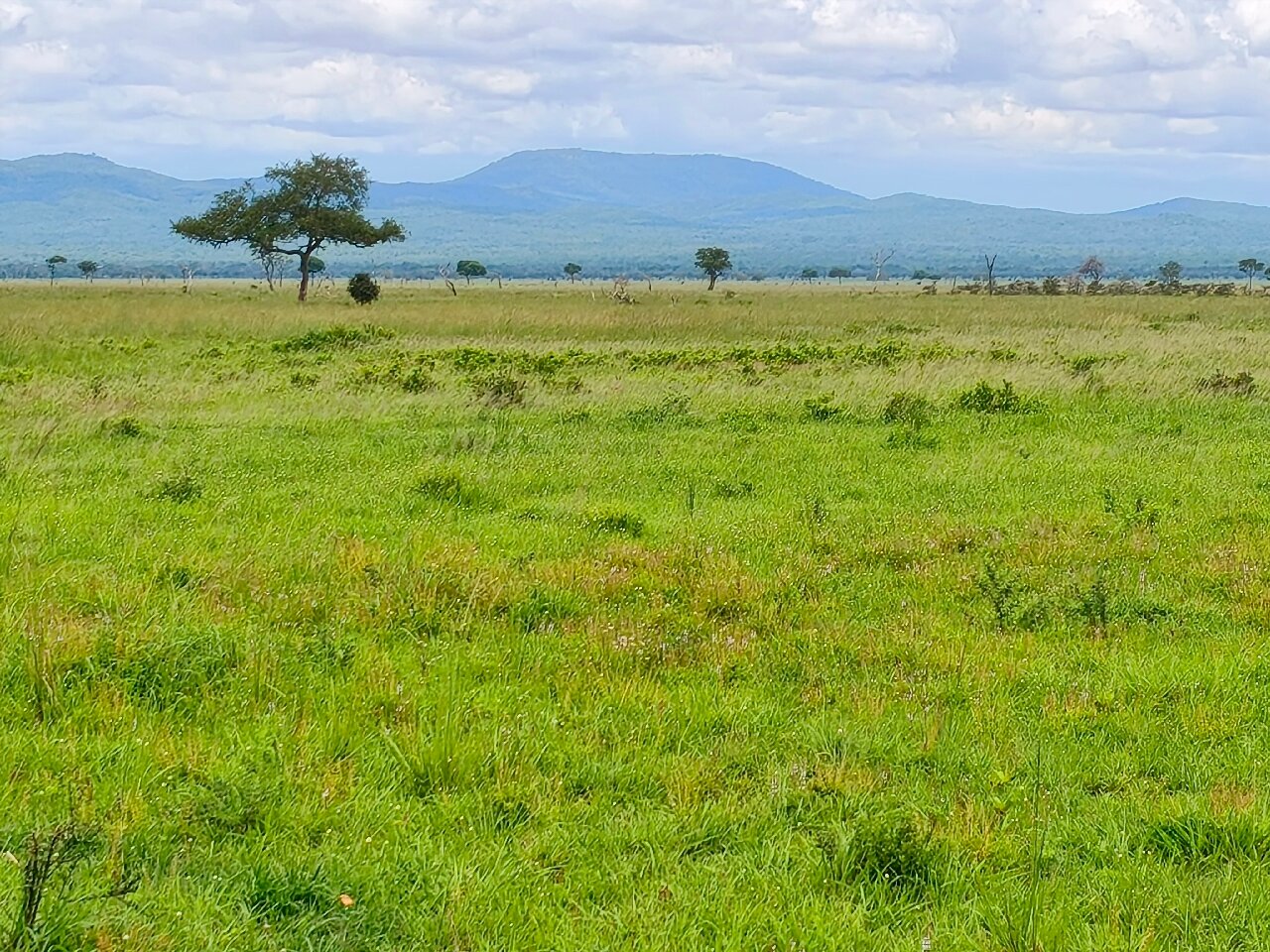 Lone flat-topped tree on the green floodplain below the Uluguru Mountains in Mikumi National Park