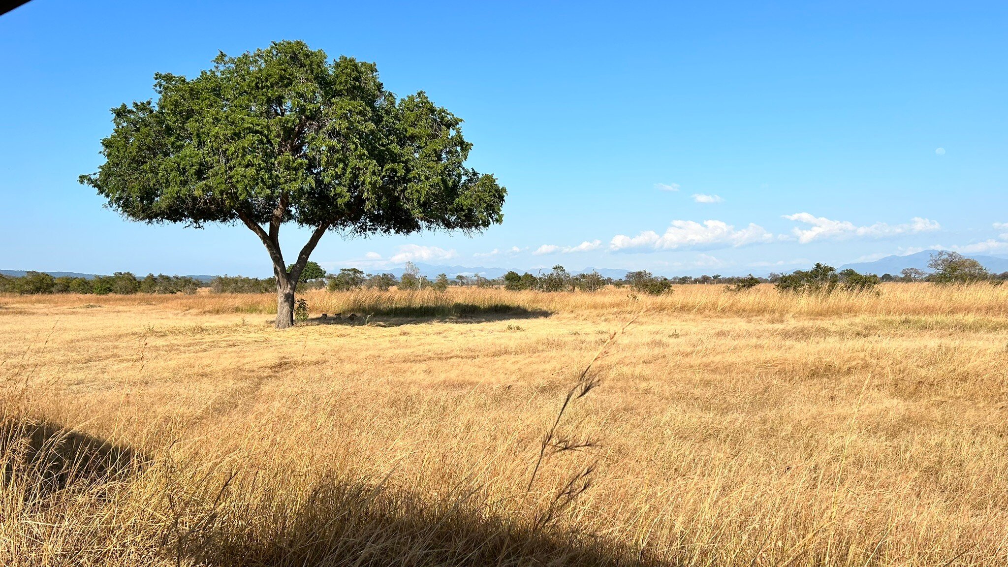 Lone tree on the dry golden plain in Mikumi