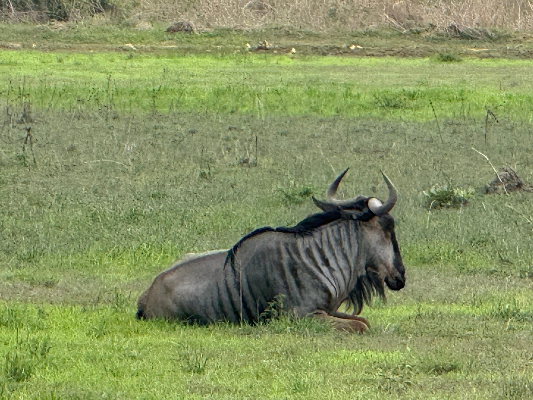 Lone wildebeest lying in bright green grass in Mikumi National Park