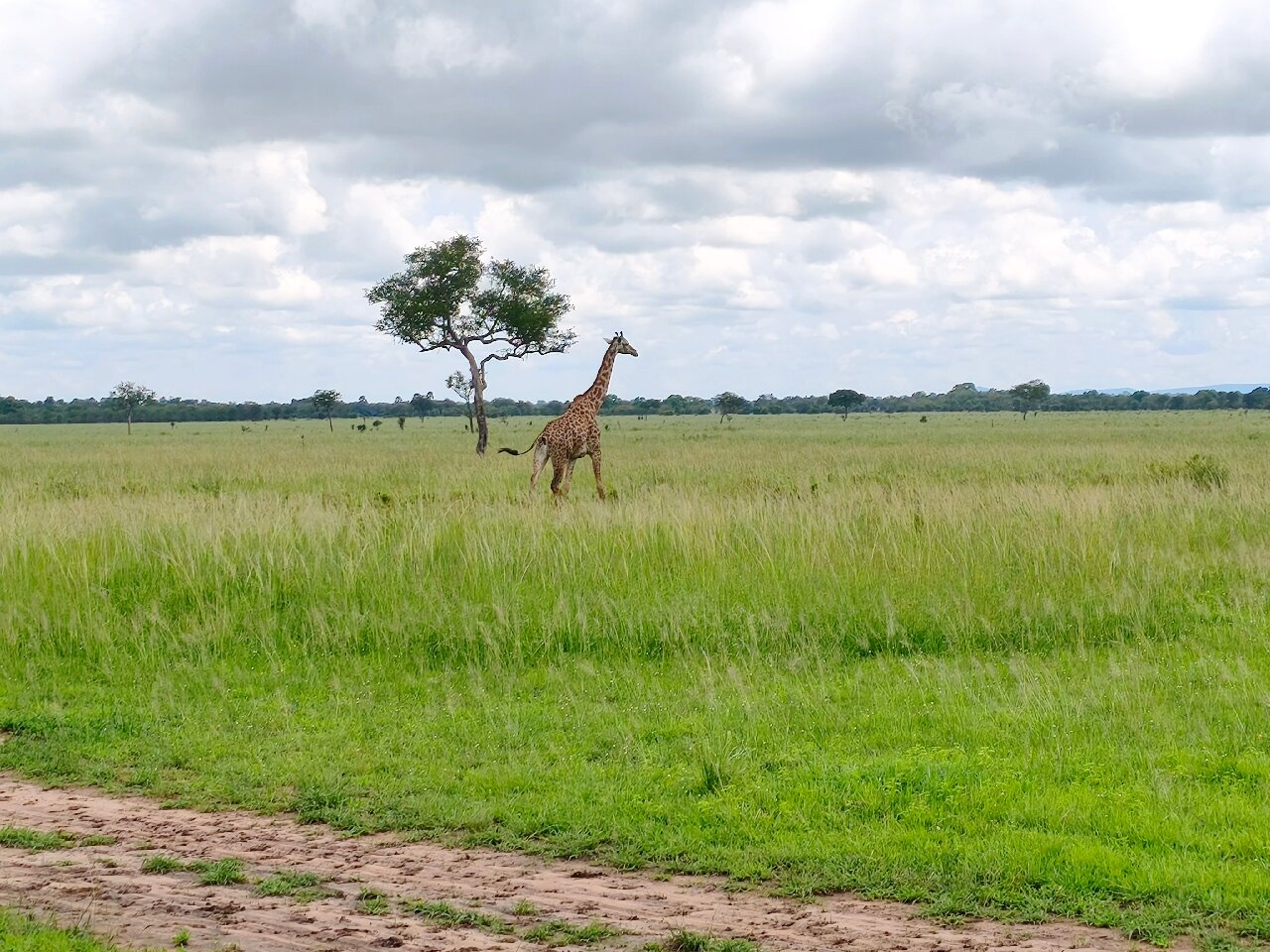 Masai giraffe walking past a lone tree in Mikumi National Park
