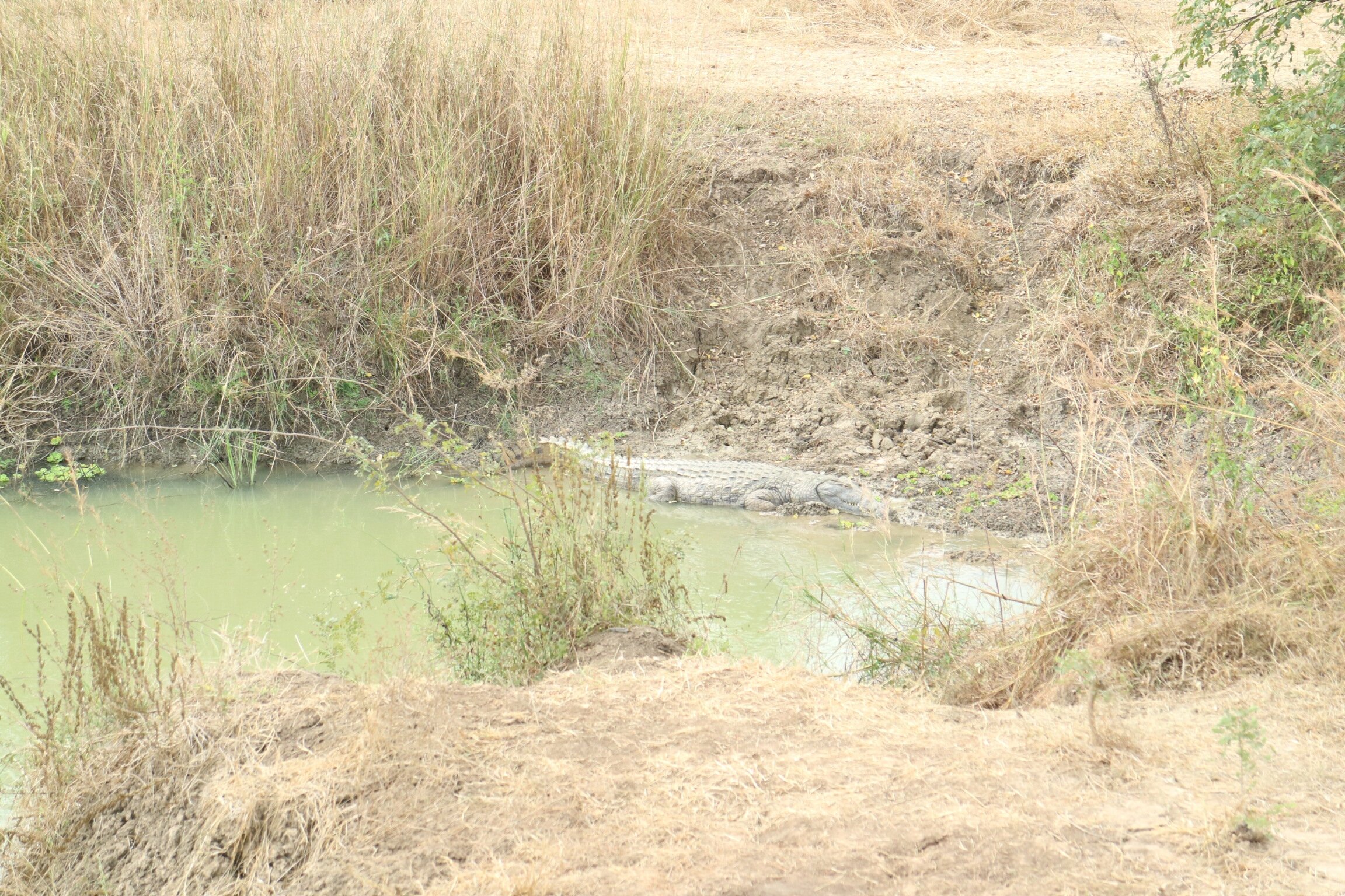 Nile crocodile resting at the edge of a green waterhole in Mikumi