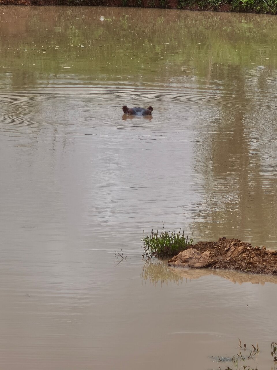 Single hippo head in a muddy brown pool in Mikumi