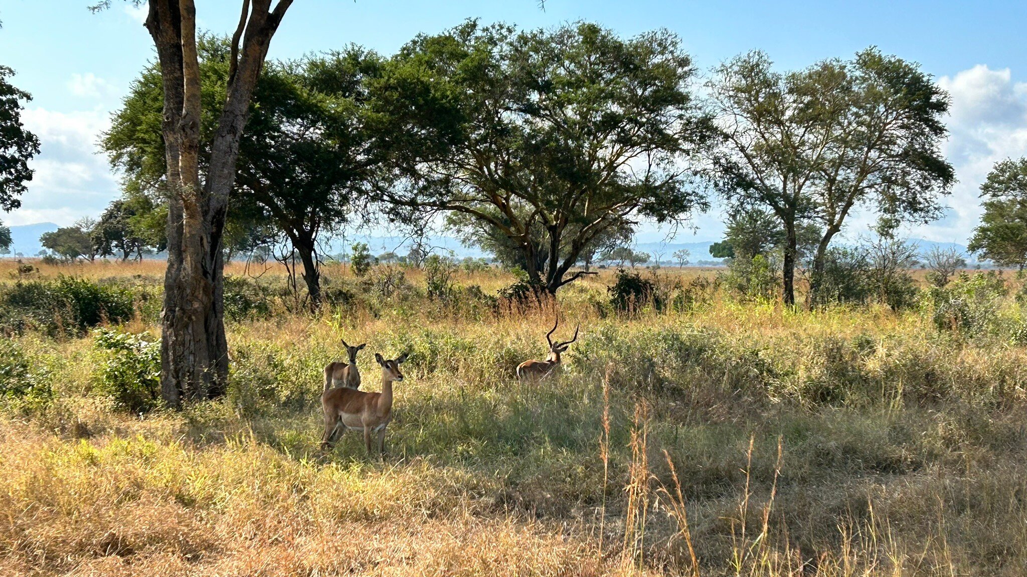 Three impala among acacias with distant hills at Mikumi