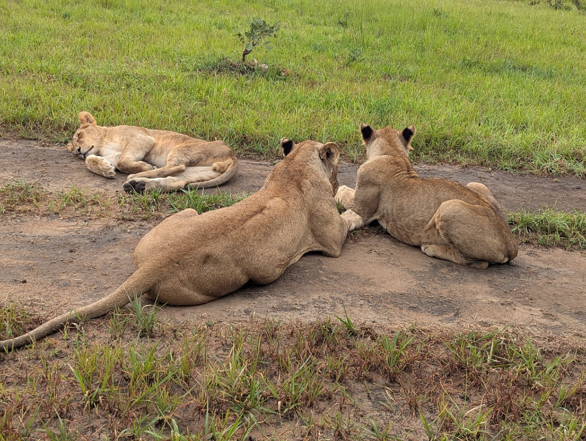 Three lionesses resting on a dirt track