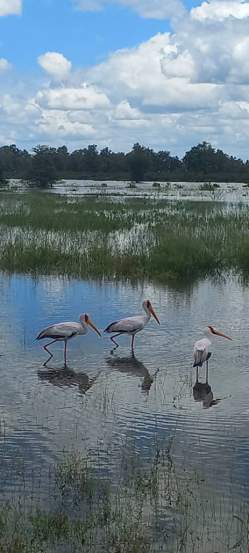Three yellow billed storks wading in floodwater in Mikumi