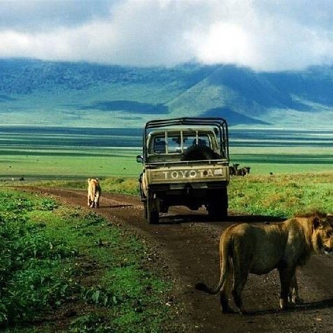 Two lions on the track behind a safari Land Cruiser in Mikumi