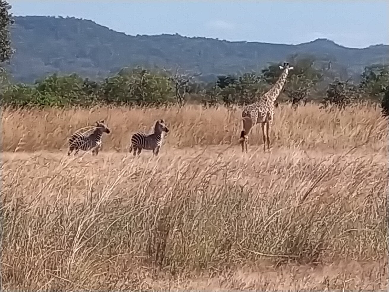 Two zebras and a giraffe below hazy hills at Mikumi