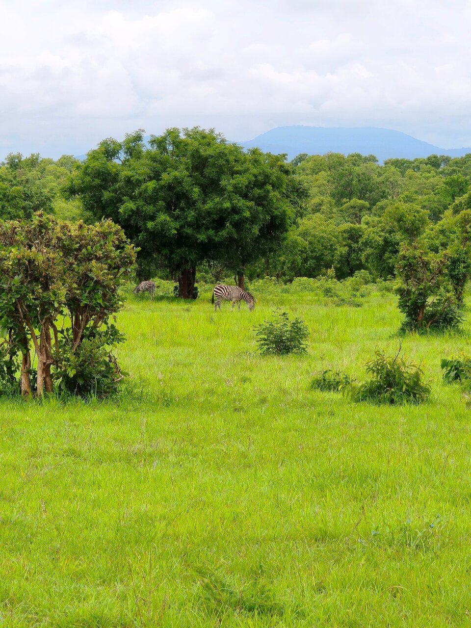 Two zebras grazing below the Uluguru Mountains at Mikumi