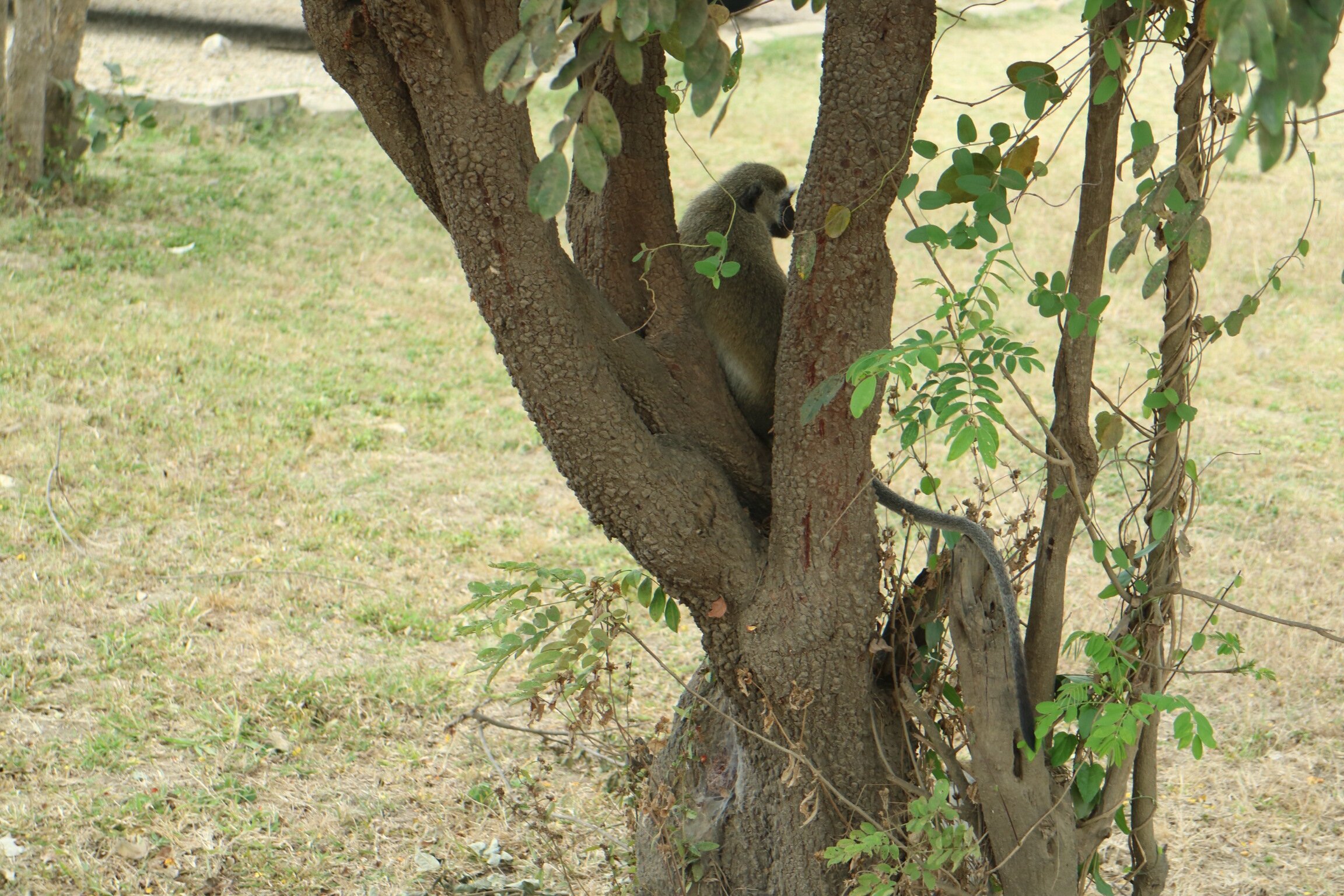 Vervet monkey climbing a lawn tree at a lodge near Mikumi National Park