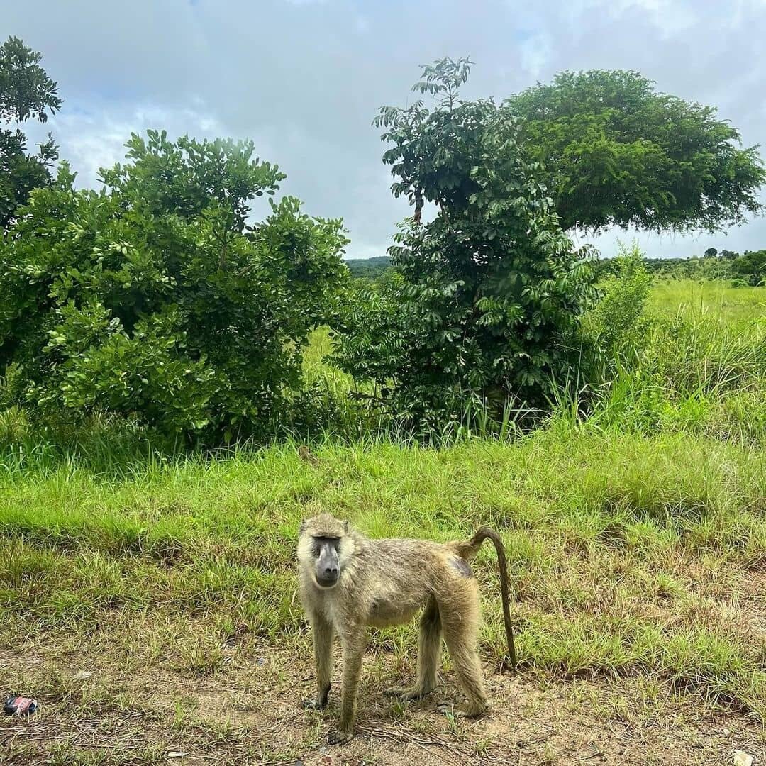 A yellow baboon standing beside a green track in Mikumi
